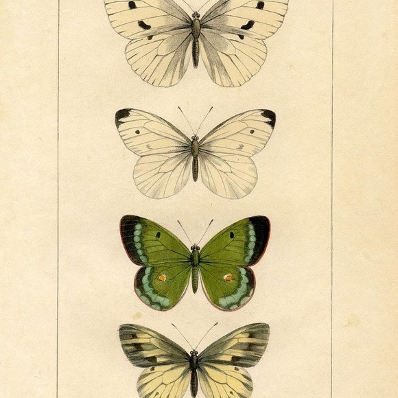 Meet your Posher, Zoe - Picture 1 of 1